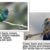 broad-billed-hummingbird_grande.png